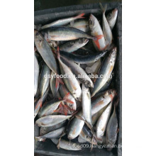 supply frozen red tail horese mackerel